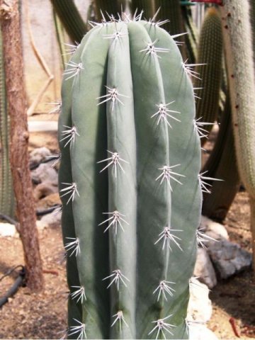 Pachycereus_weberi